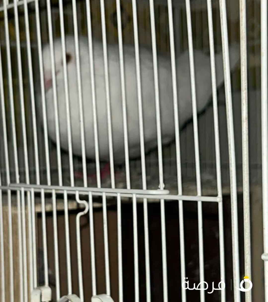 حمام لاحم فرنسي