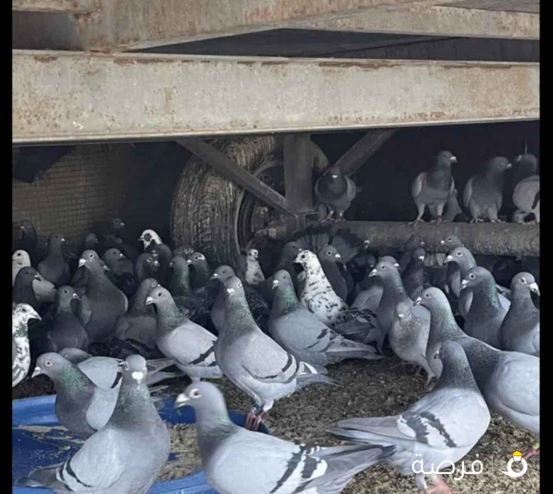 زاجل لاحم ازواج