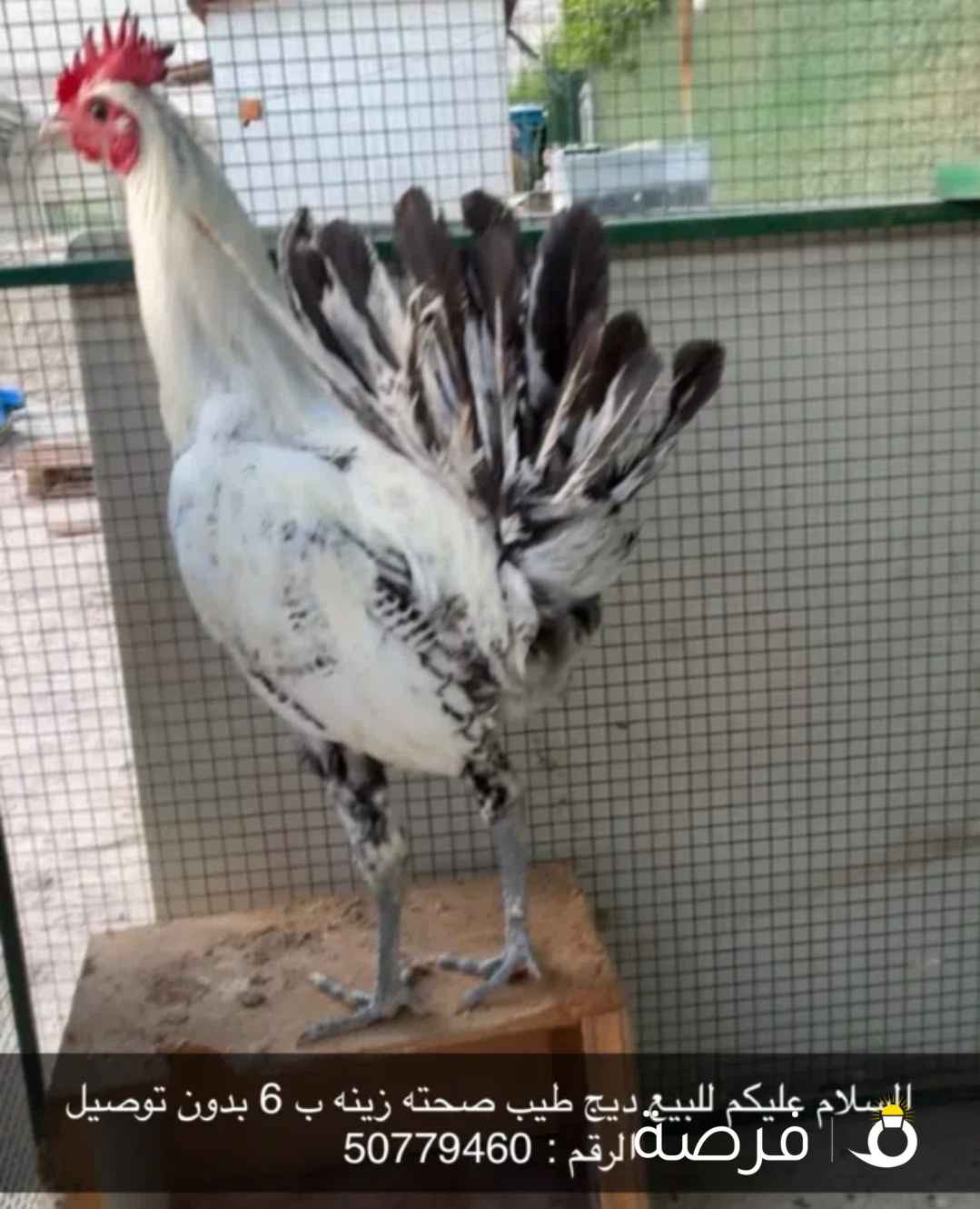 للبيع ديج ب⁦⁦5⁩⁩ طيب صحته زينه