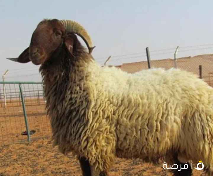 قصاب تحت الطلب لجميع مناطق الكويت