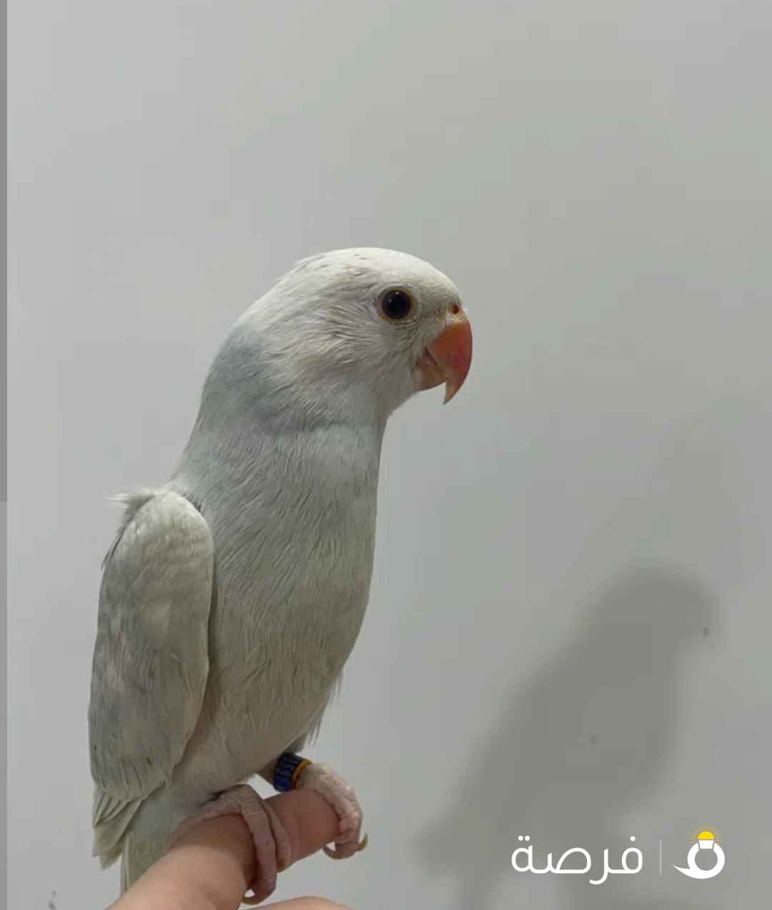 متوه هولندي ربوه