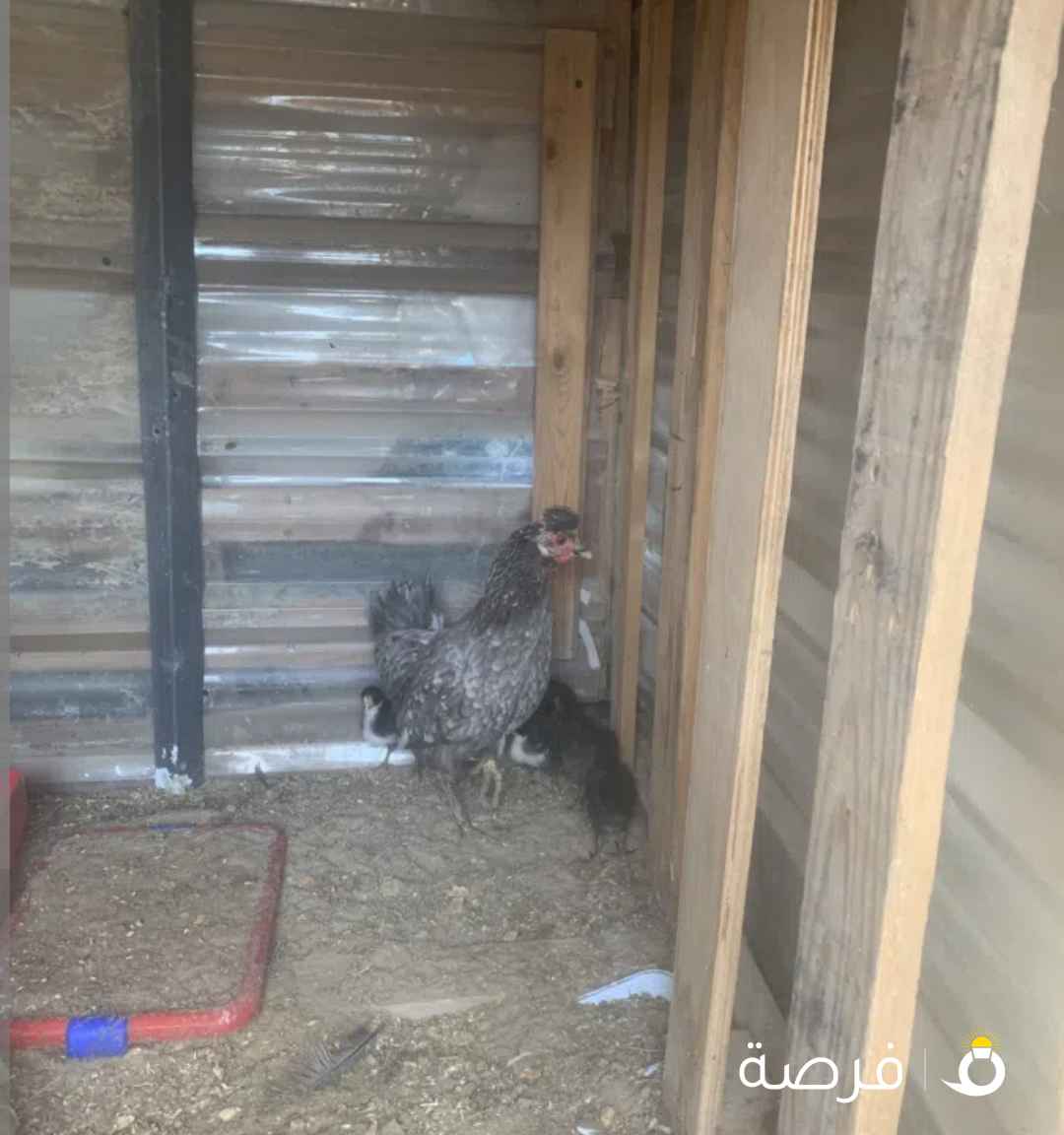 دجاجه للبيع