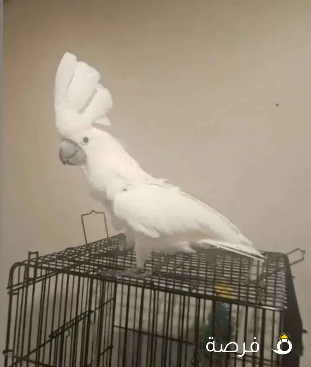 Cockatoo umbrella