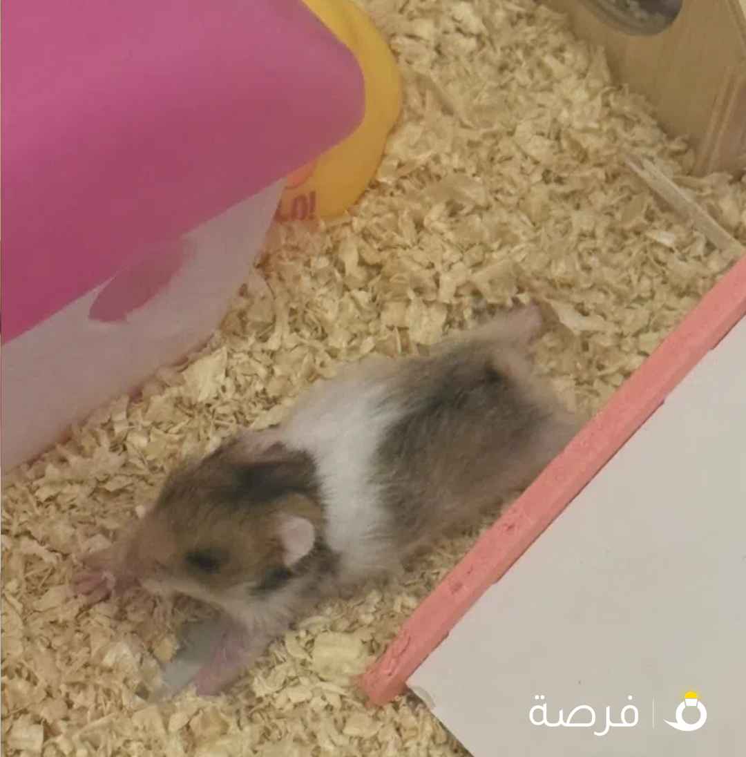 للبيع هامستر سوري بني مخطط اسود ابيض او ابيض ساده أنتاج بيت صحتهم ممتازه دينار وحده