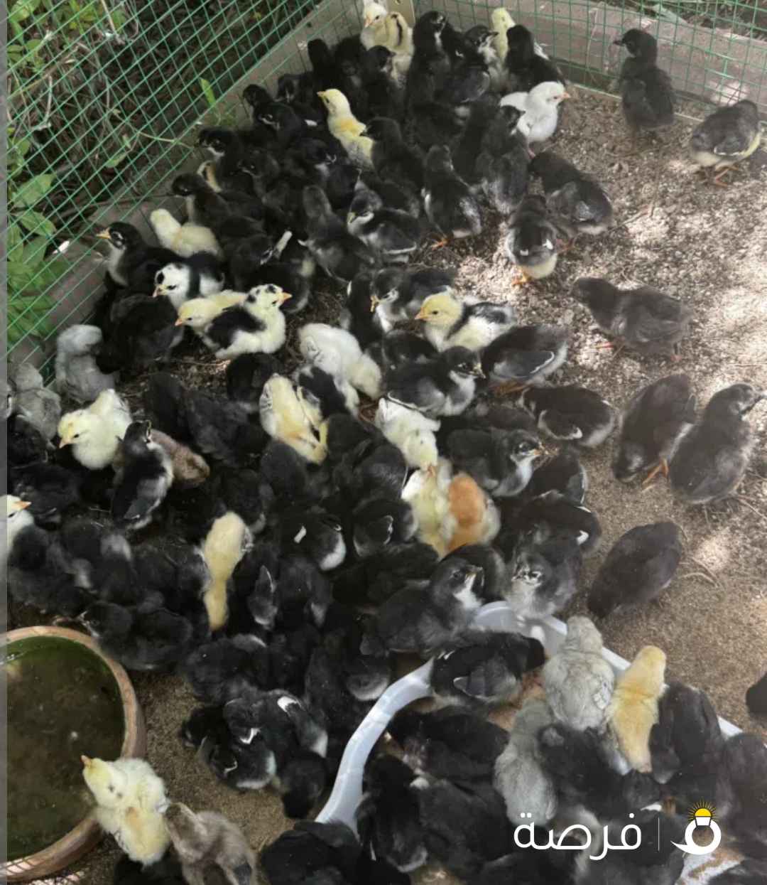 للبيع فروخ دجاج ترثه و عراقي اسود