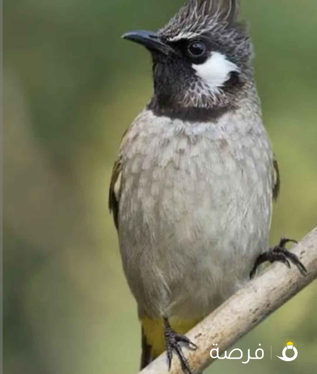للبيع زوج طيور هملايا