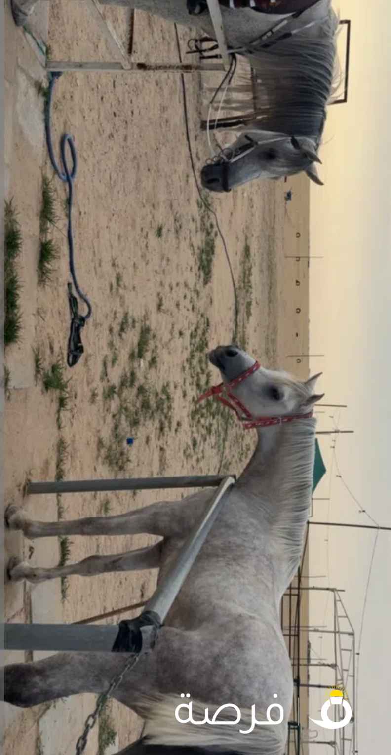 فحل مصري فاخررر