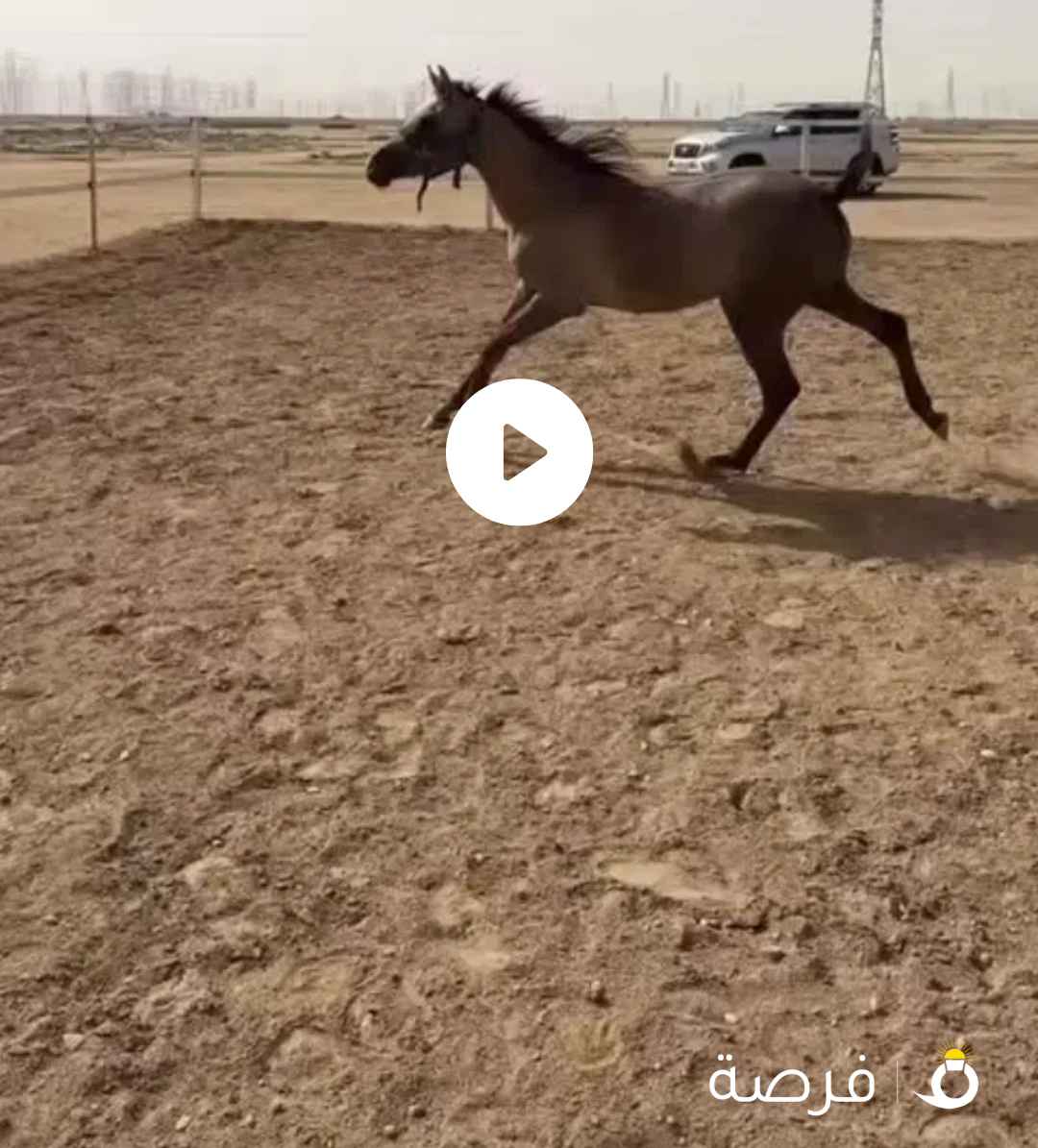 للبيع فلوه مصريه على السوم جوازها ب بيت العرب