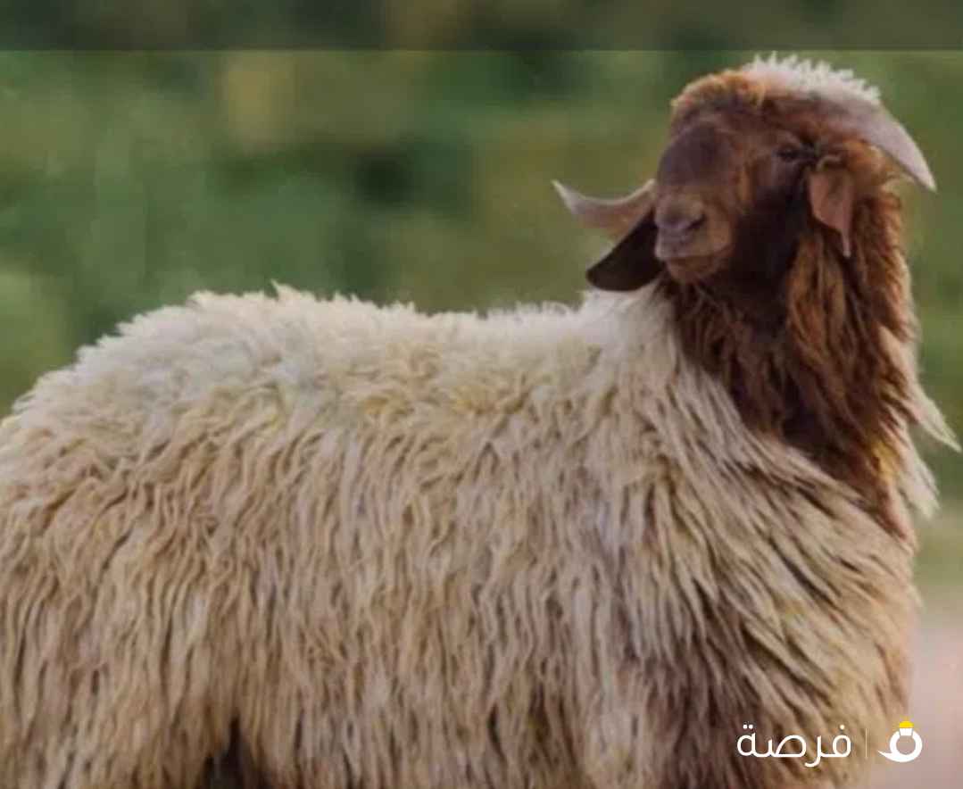 قصاب تحت