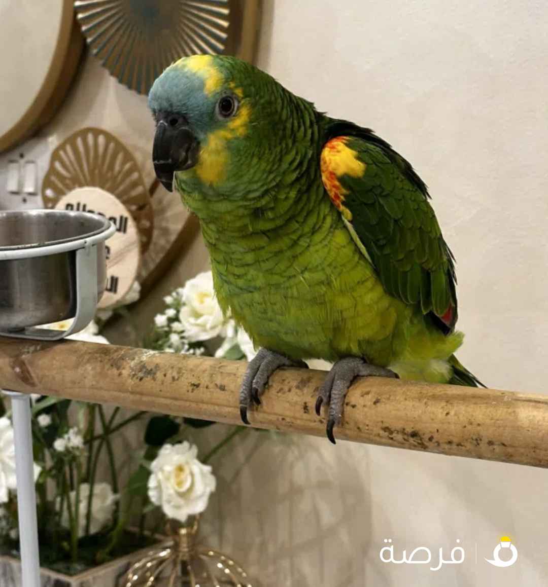 كاسكو امزوني بلو عمره بسنه وشي