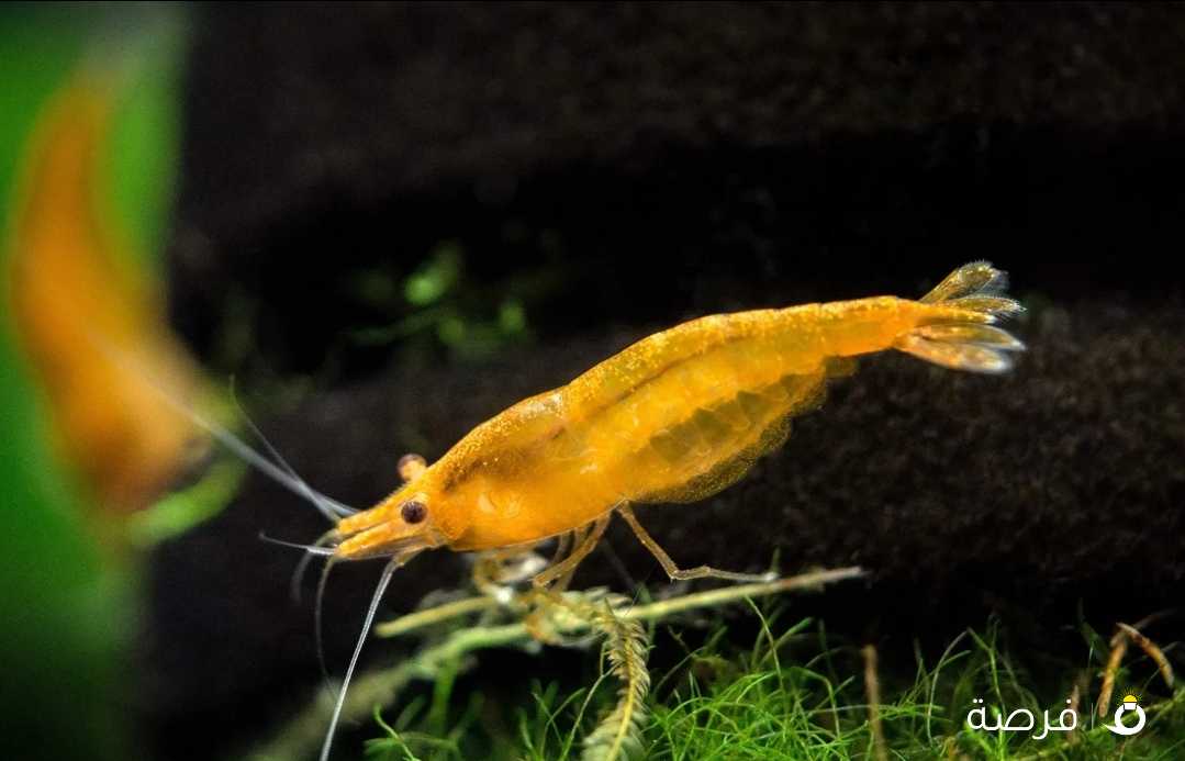 Aquarium Shrimp for sale