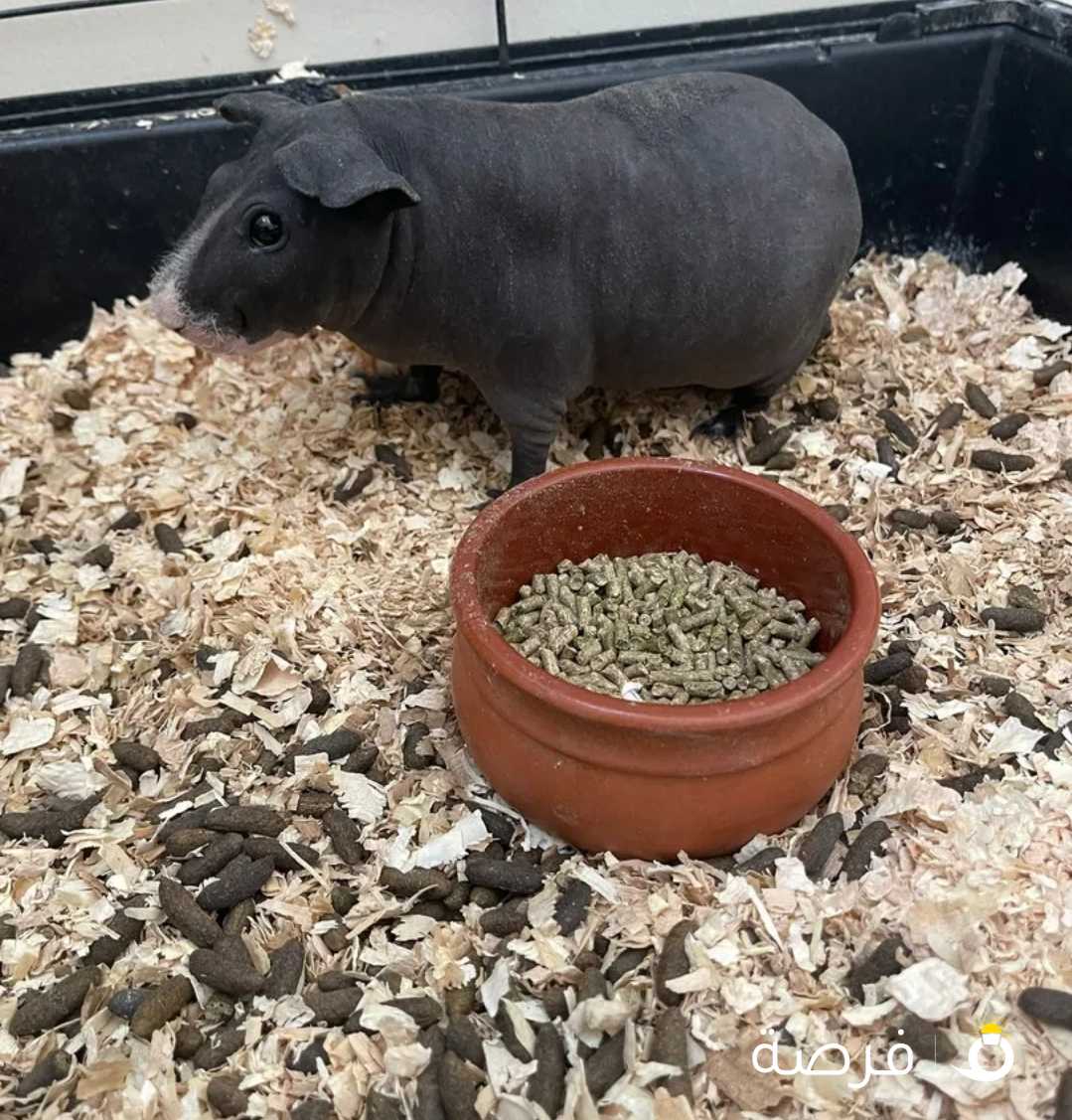 Skinny Guinea pig