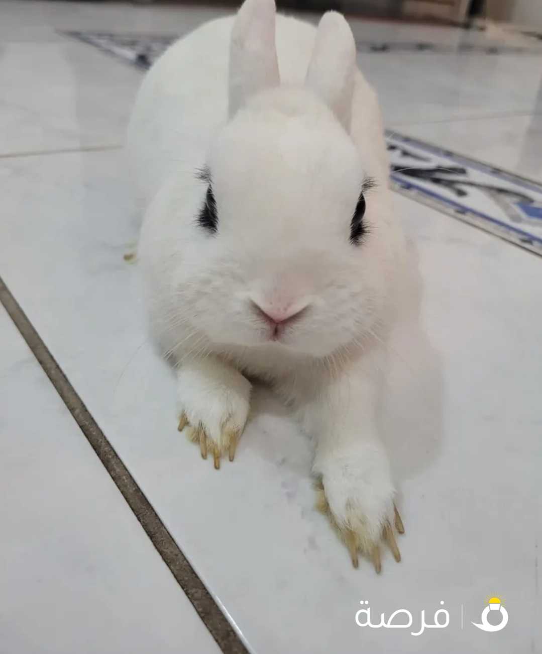 Dwarf French Rabbit أرنب فرنسي