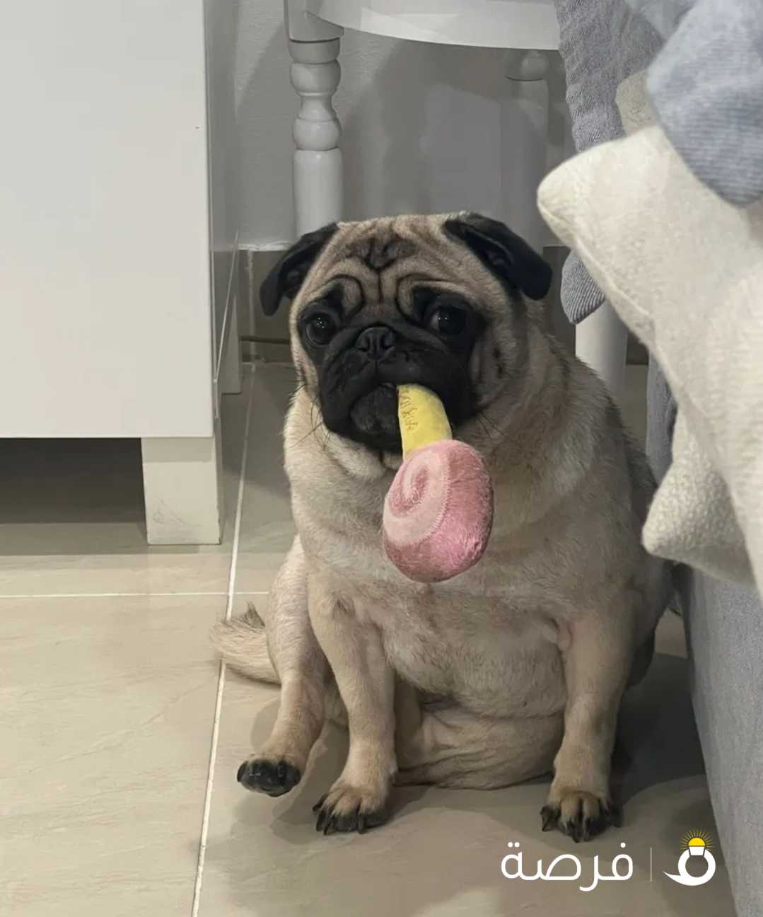 Pug for sale