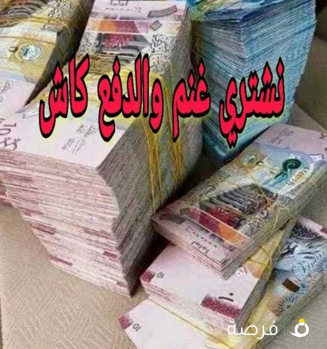 نشتري غنم ومعزا العدد مفتوح