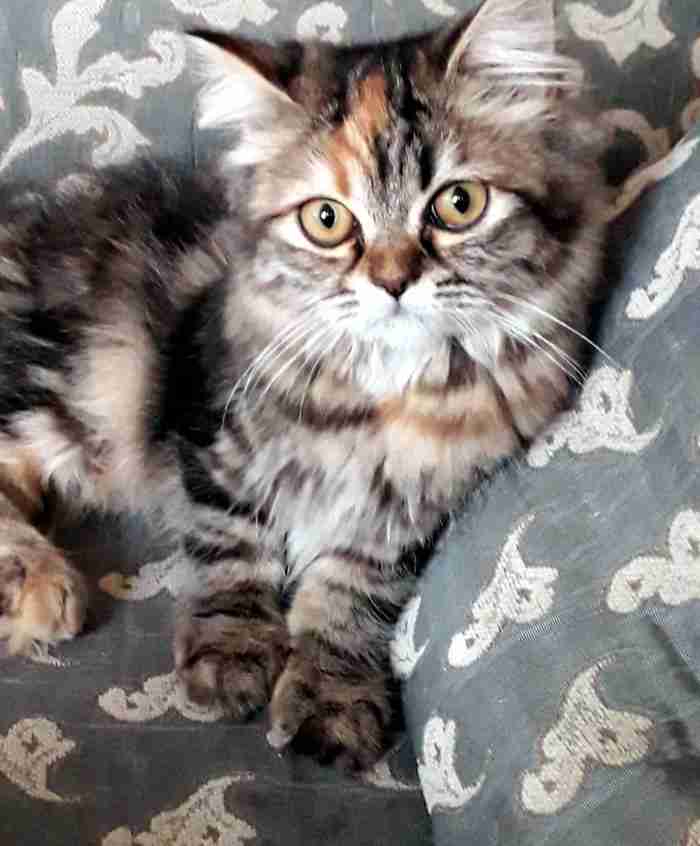 قطة شيرازي للبيع female persian kitten for sale