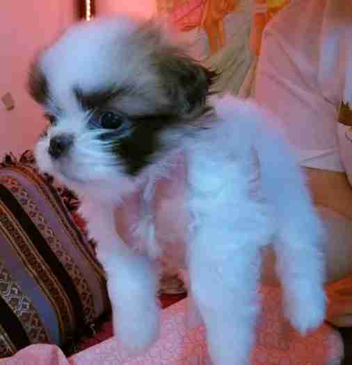 shi tzu for sale