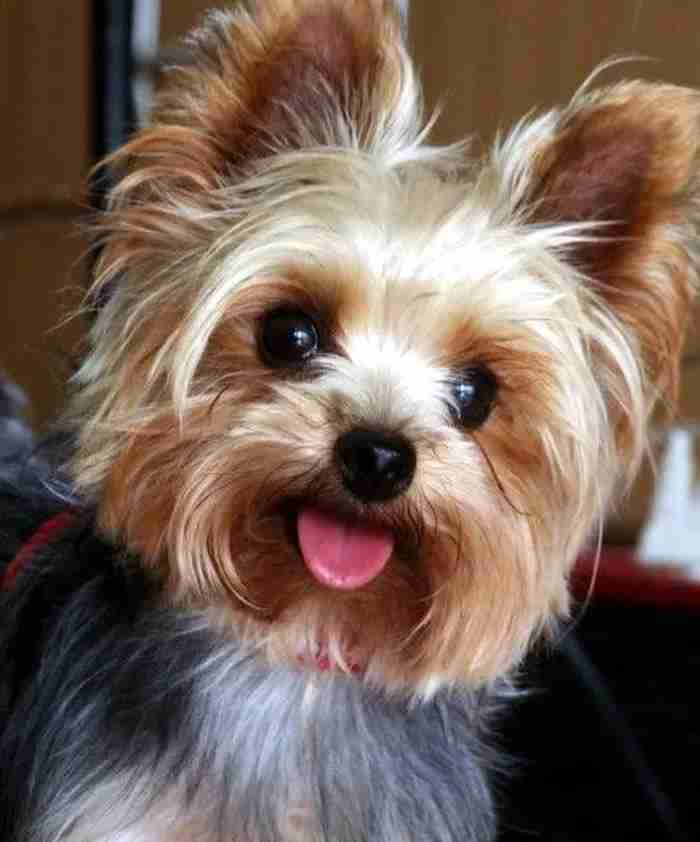 yorkshire terrier dog for sale female