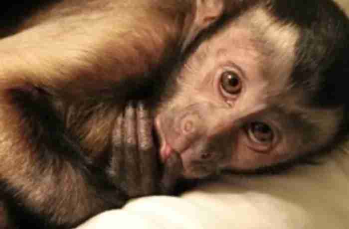 مطلوب قرد capuchin