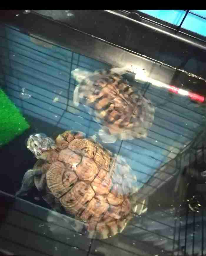 Turtles with cages and accessories