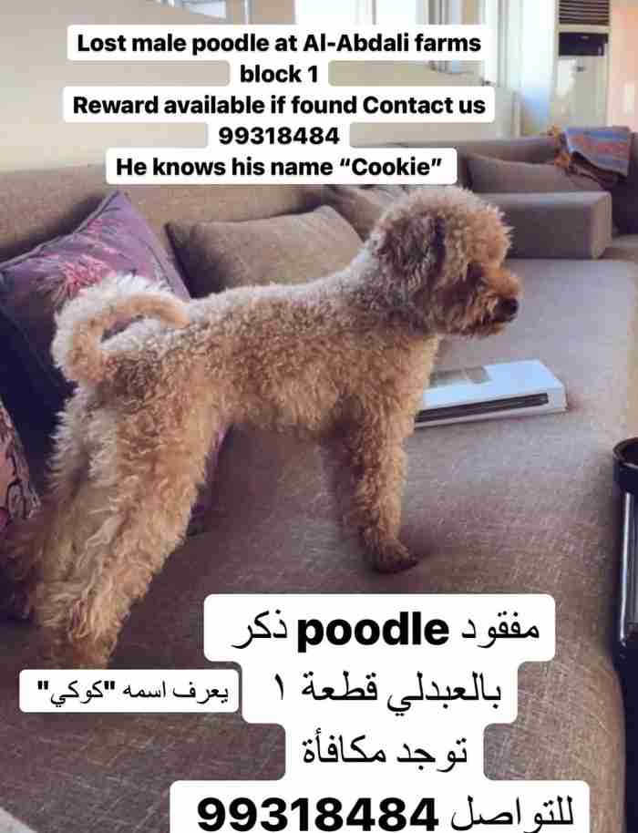 مفقود كلب بالعبدلي يوجد مكافأة lost dog (reward)