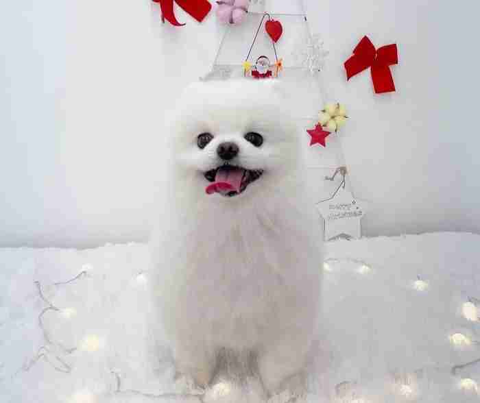 Christmas Male and Female pomeranian puppies for adoption