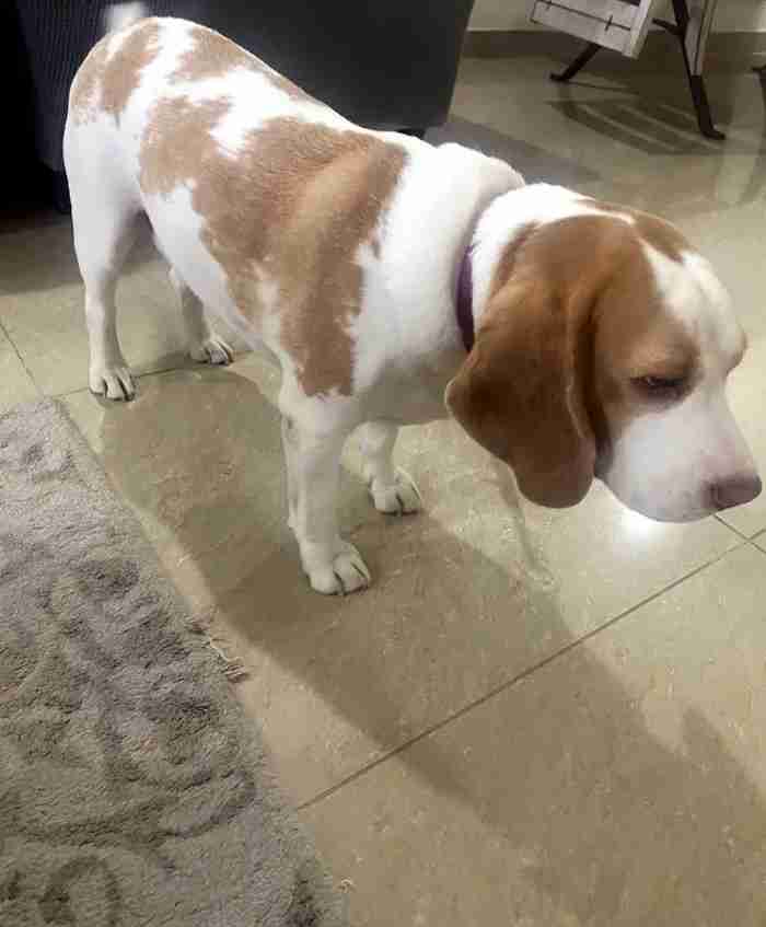 pure beagle for sale