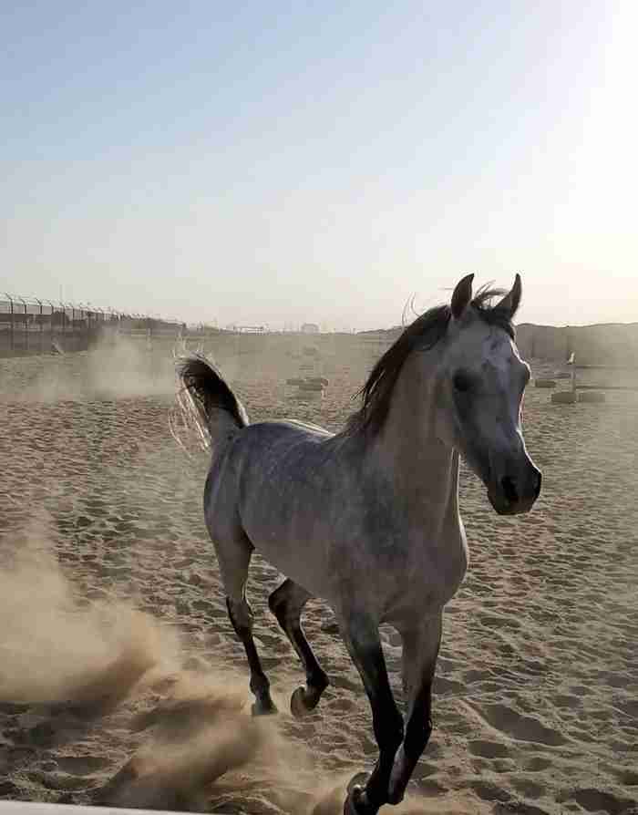 حصان واهو مصري بيور