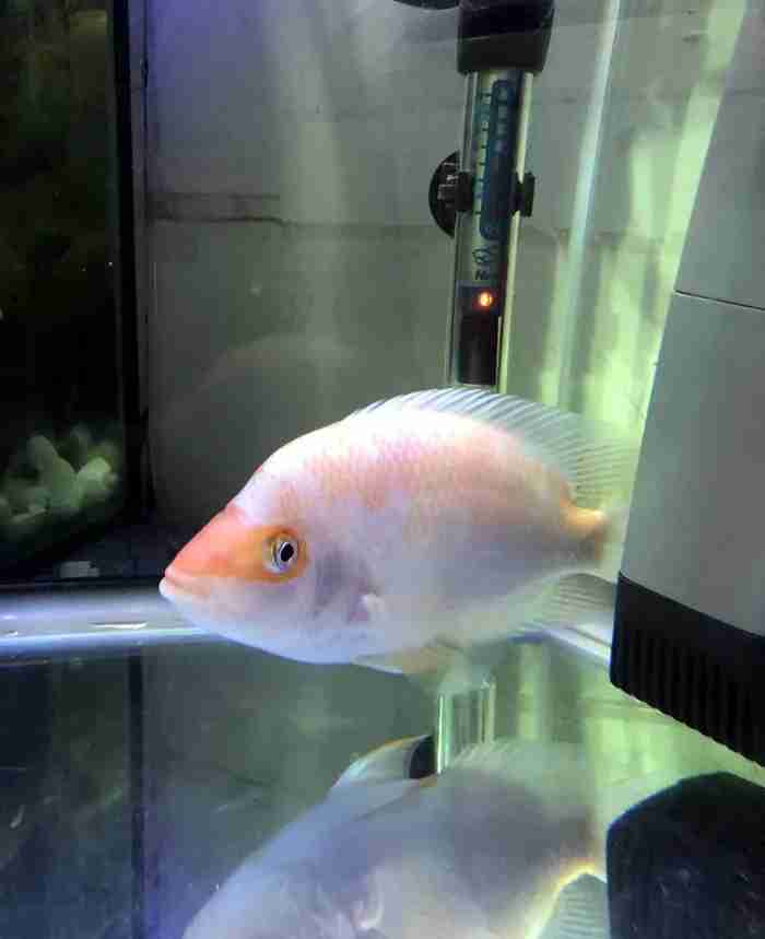 Red Devil and Mbunas Cichlids For Sale