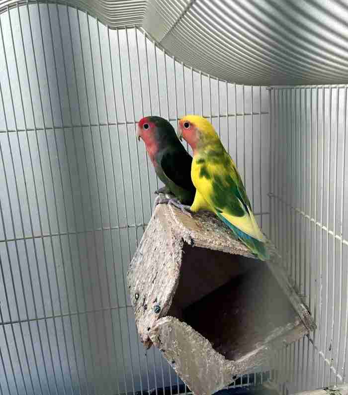 Love birds for sale