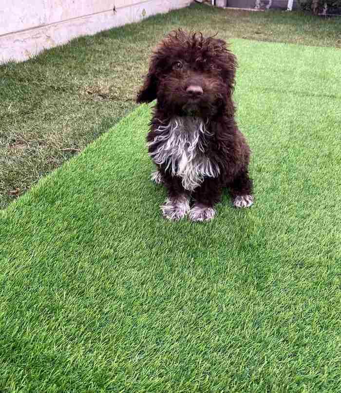 Poodle puppy for sale