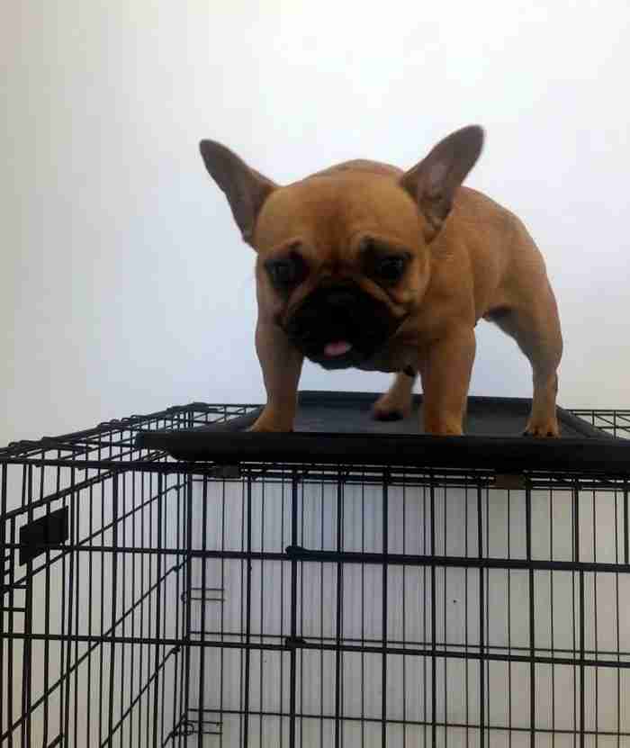 للبيع فرنش بولدوج .. French bulldog for sale