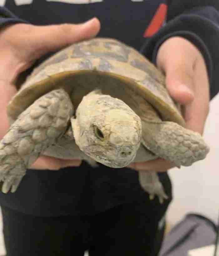 5 year old Greek tortoise سلحفاه بريه يوناني عمرها 5 سنين صحيه