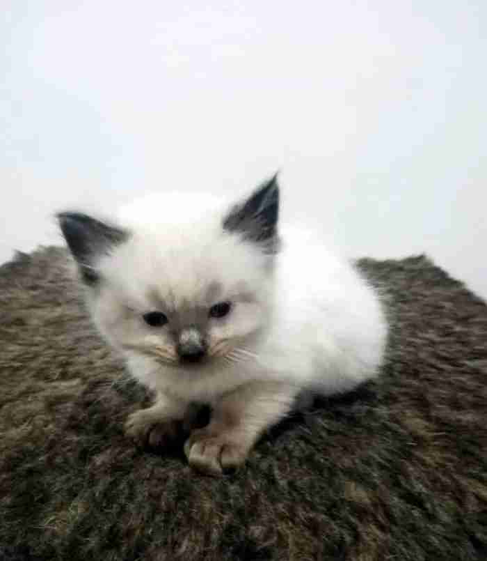 pure breed Ragdolls kitten