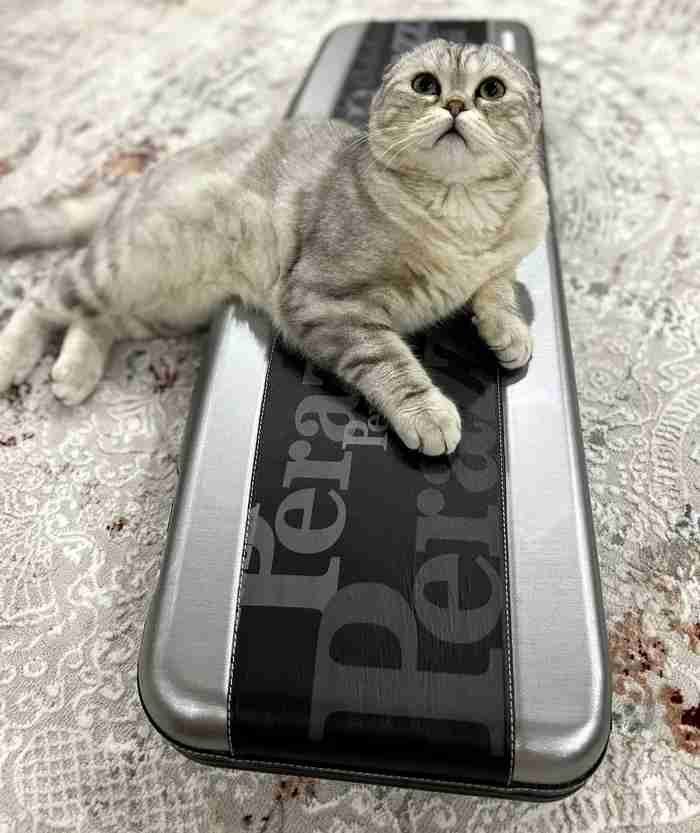 Scottish Fold ns 24 ( black silver tabby potted ) SFS (scottish Fold)