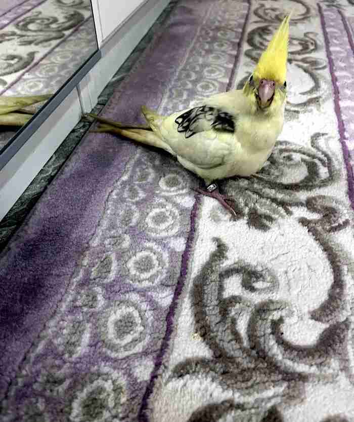 كوكتيل ، كروان مفقود lost this bird