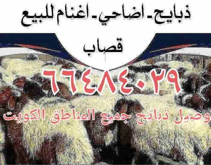 ذبائح للبيع قصاب الكويت