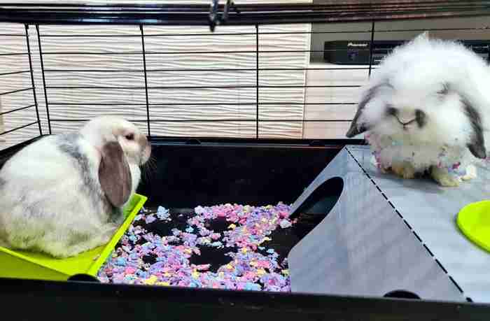 For Sale Holland Breeded Rabbits