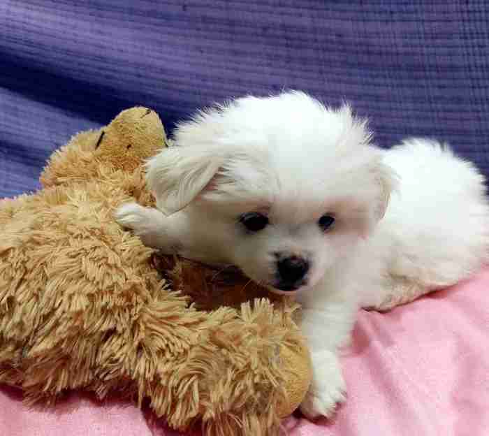 pomeranian mix German spitz