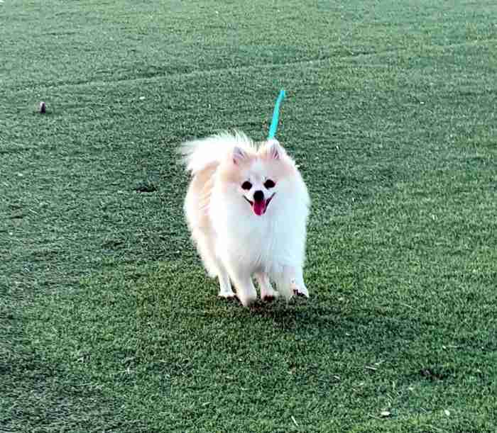 Pomeranian