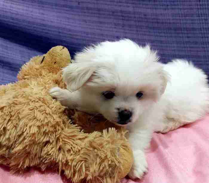 pomeranian mix German spitz