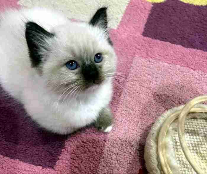 pure breed Ragdolls kitten