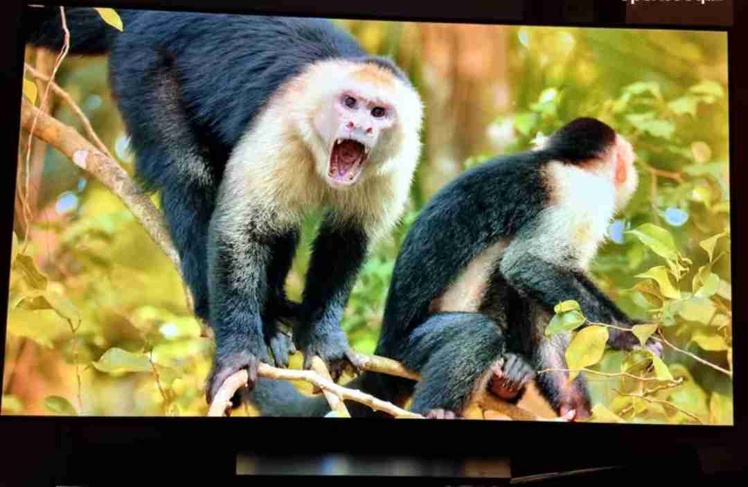 للبيع تلفزيون lg oled 65 inch