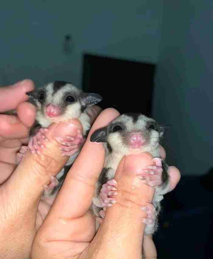 sugar glider