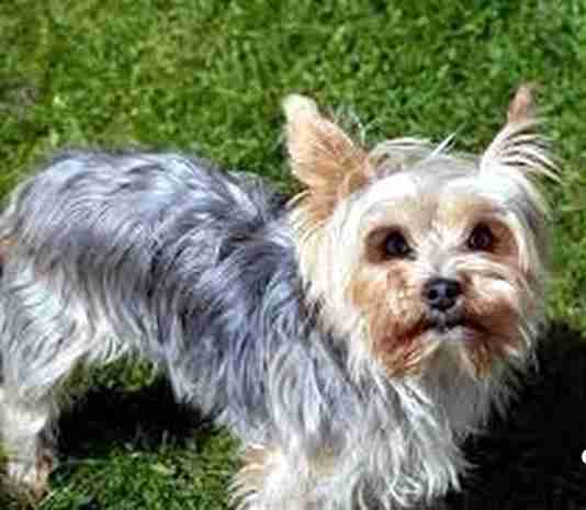 adorable pure female yorkie