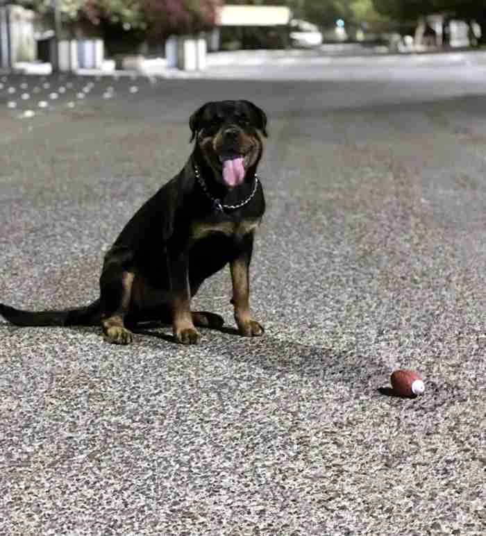 Germen ROTWEILER