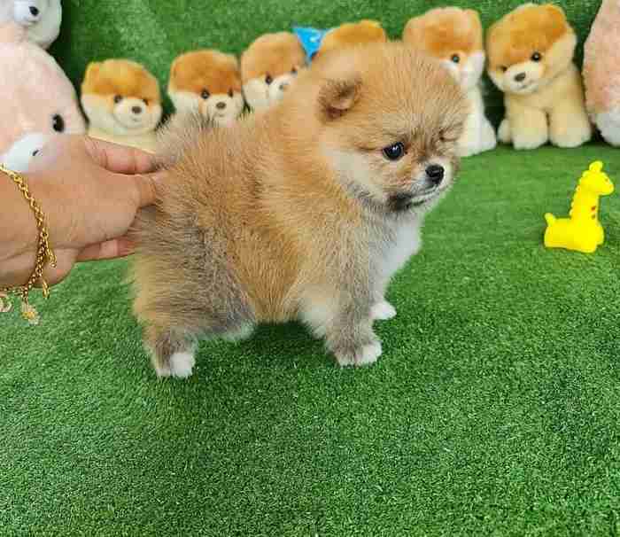 CREAM POMERANIAN PUPS FOR SALE