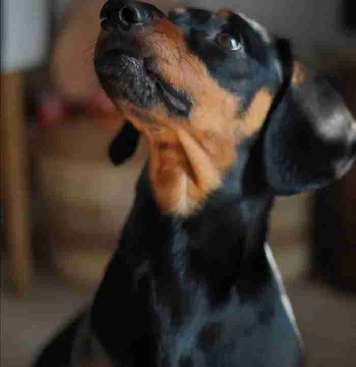 Pure Breed Dacshund for Sale