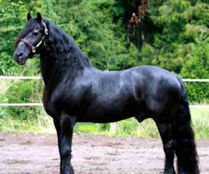 AMAZING AND ENERGETIC FRIESIANT HORSE FOR SALE