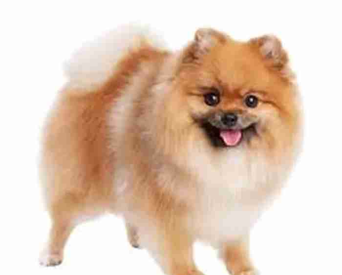 للبيع كلب pomeranian